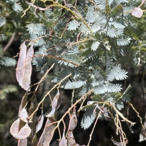 Acacia baileyana at Karabar, NSW - 9 Oct 2023