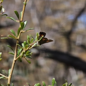 Paralucia aurifera at Captains Flat, NSW - 10 Oct 2023 12:39 PM