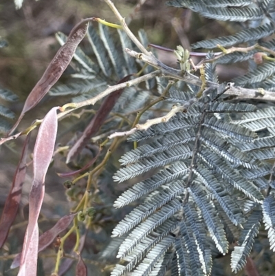 Acacia dealbata subsp. dealbata (Silver Wattle) at Karabar, NSW - 9 Oct 2023 by JaneR