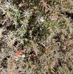 Styphelia humifusum at Karabar, NSW - 9 Oct 2023