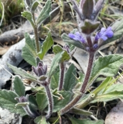 Ajuga australis at Karabar, NSW - 9 Oct 2023