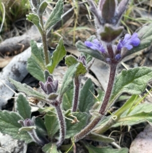 Ajuga australis at Karabar, NSW - 9 Oct 2023