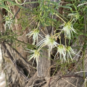 Clematis leptophylla at Karabar, NSW - 9 Oct 2023