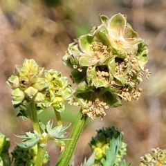 Sanguisorba minor (Salad Burnet, Sheep's Burnet) at City Renewal Authority Area - 10 Oct 2023 by trevorpreston