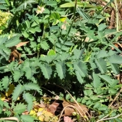 Sanguisorba minor at Lyneham, ACT - 10 Oct 2023