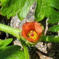 Modiola caroliniana (Red-flowered Mallow) at Lyneham Wetland - 10 Oct 2023 by trevorpreston
