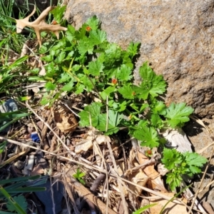 Modiola caroliniana at Lyneham, ACT - 10 Oct 2023