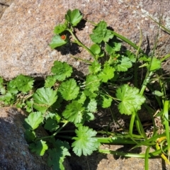 Modiola caroliniana at Lyneham, ACT - 10 Oct 2023