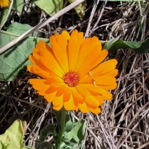 Calendula officinalis at Lyneham, ACT - 10 Oct 2023