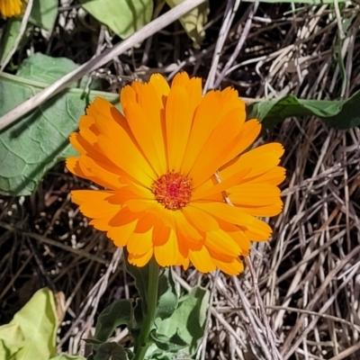 Calendula officinalis (English or Pot Marigold) at Lyneham Wetland - 10 Oct 2023 by trevorpreston