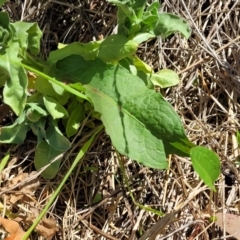 Calendula officinalis at Lyneham, ACT - 10 Oct 2023