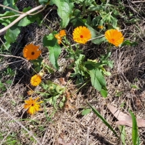 Calendula officinalis at Lyneham, ACT - 10 Oct 2023