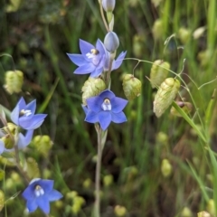 Thelymitra megcalyptra at Glenroy, NSW - 8 Oct 2023 by Darcy