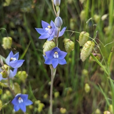 Thelymitra megcalyptra at Glenroy, NSW - 8 Oct 2023 by Darcy