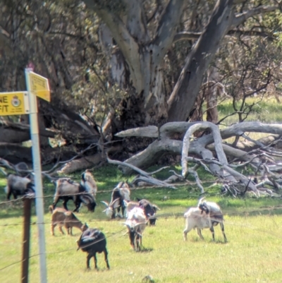 Capra hircus (Goat, Feral Goat) at Splitters Creek, NSW - 8 Oct 2023 by Darcy