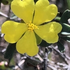 Hibbertia obtusifolia (Grey Guinea-flower) at Oakey Hill - 7 Oct 2023 by GregC