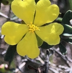 Hibbertia obtusifolia (Grey Guinea-flower) at Lyons, ACT - 7 Oct 2023 by GregC