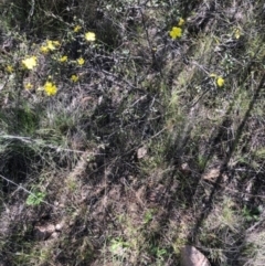 Hibbertia obtusifolia at Lyons, ACT - 7 Oct 2023