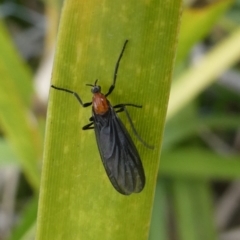 Bibio imitator (Garden maggot) at Mongarlowe River - 10 Oct 2023 by arjay