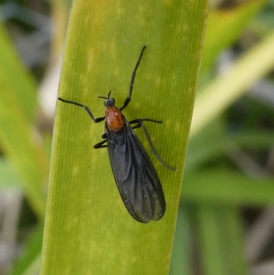 Bibio imitator (Garden maggot) at Charleys Forest, NSW - 10 Oct 2023 by arjay