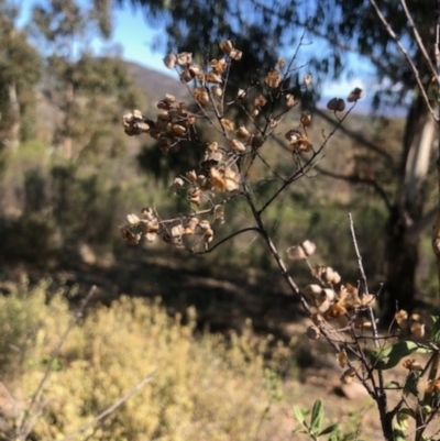 Bursaria spinosa (Native Blackthorn, Sweet Bursaria) at Oakey Hill - 7 Oct 2023 by GregC