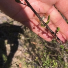 Bursaria spinosa at Lyons, ACT - 7 Oct 2023