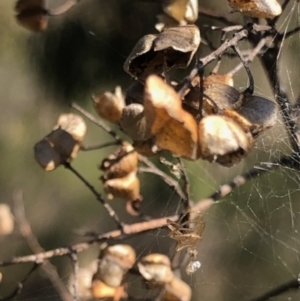 Bursaria spinosa at Lyons, ACT - 7 Oct 2023