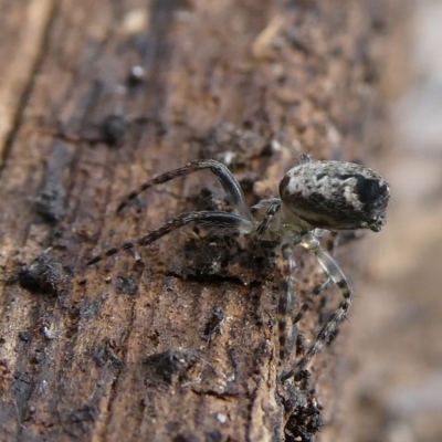 Unidentified Spider (Araneae) at Charleys Forest, NSW - 10 Oct 2023 by arjay