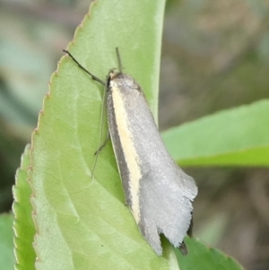 Philobota chrysopotama at Charleys Forest, NSW - suppressed