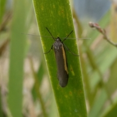 Philobota chrysopotama at Charleys Forest, NSW - suppressed