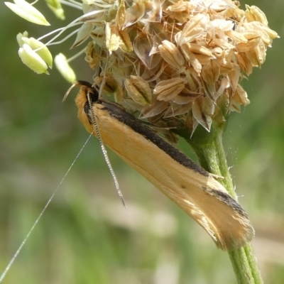 Philobota protecta (A concealer moth) at Charleys Forest, NSW - 10 Oct 2023 by arjay