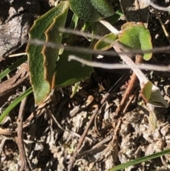 Goodenia hederacea subsp. hederacea at Lyons, ACT - 7 Oct 2023