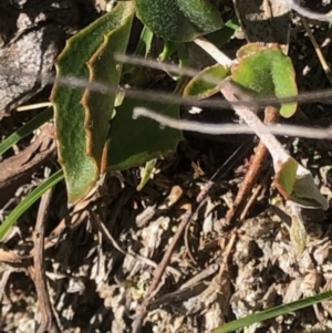 Goodenia hederacea subsp. hederacea at Lyons, ACT - 7 Oct 2023