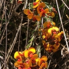 Dillwynia sericea (Egg And Bacon Peas) at Oakey Hill - 7 Oct 2023 by GregC