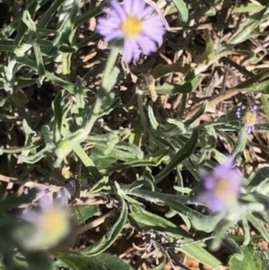 Vittadinia gracilis at Lyons, ACT - 7 Oct 2023