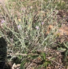 Vittadinia gracilis at Lyons, ACT - 7 Oct 2023