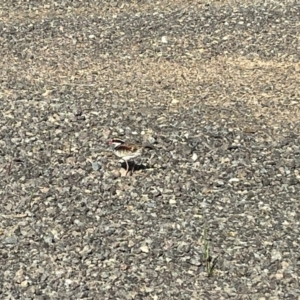 Charadrius melanops at Strathnairn, ACT - 10 Oct 2023