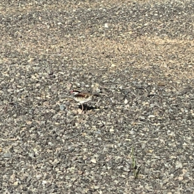 Charadrius melanops (Black-fronted Dotterel) at Strathnairn, ACT - 9 Oct 2023 by Ange