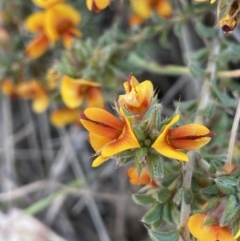 Pultenaea procumbens (Bush Pea) at Googong, NSW - 9 Oct 2023 by JaneR