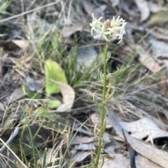 Stackhousia monogyna (Creamy Candles) at Karabar, NSW - 9 Oct 2023 by JaneR