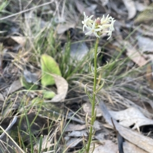 Stackhousia monogyna at Karabar, NSW - 9 Oct 2023