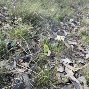 Stackhousia monogyna at Karabar, NSW - 9 Oct 2023