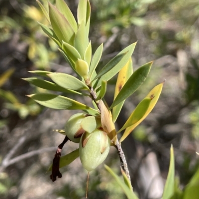 Styphelia triflora (Five-corners) at Karabar, NSW - 9 Oct 2023 by JaneR