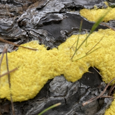 Fuligo septica (Scrambled egg slime) at Wamboin, NSW - 8 Oct 2023 by Komidar