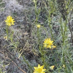 Xerochrysum viscosum at Karabar, NSW - 9 Oct 2023 03:47 PM