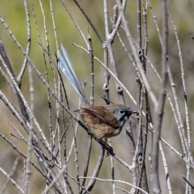 Malurus lamberti (Variegated Fairywren) at Kinghorne, NSW - 9 Oct 2023 by Roger