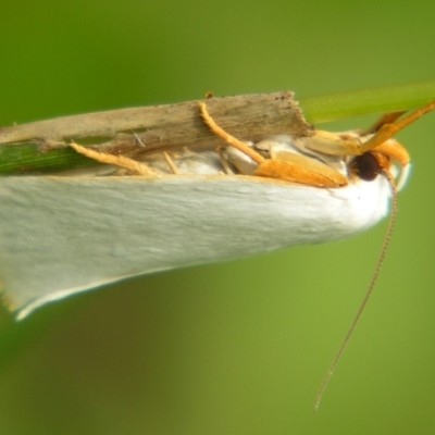 Xylorycta (genus) (A concealer moth) at Mount Mee, QLD - 3 Mar 2007 by PJH123