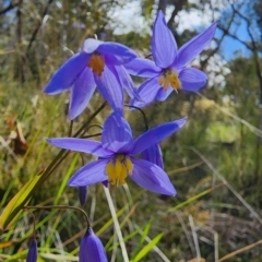 Stypandra glauca (Nodding Blue Lily) at Canberra Central, ACT - 10 Oct 2022 by Steve818