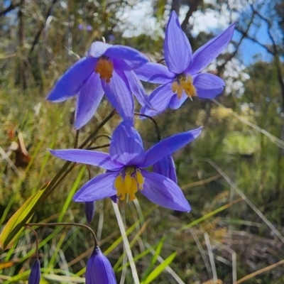 Stypandra glauca (Nodding Blue Lily) at Canberra Central, ACT - 10 Oct 2022 by Steve818