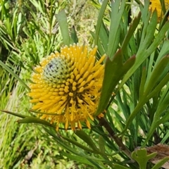 Isopogon anemonifolius (Common Drumsticks) at Bundanoon, NSW - 10 Nov 2022 by Steve818